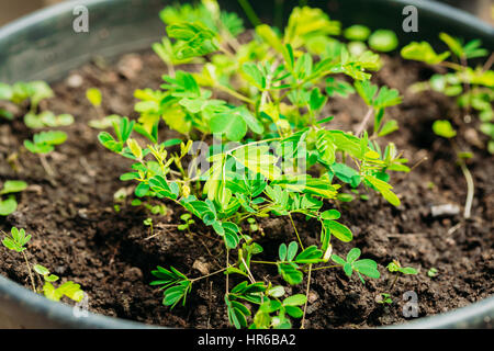 Kleine grüne Sprossen der Mimose wächst aus dem Boden im Topf im Gewächshaus oder Gewächshaus. Mimosa Pudica ist eine zarte Pflanze, verschlafene Pflanze, Dormilones, Stockfoto