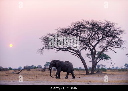 Ein großer afrikanischer Elefant Loxodonta africana, der vor der untergehenden Sonne im Hwange Nationalpark in Simbabwe gesehen wurde. Stockfoto