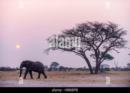 Ein großer afrikanischer Elefant Loxodonta africana, der vor der untergehenden Sonne im Hwange Nationalpark in Simbabwe gesehen wurde. Stockfoto
