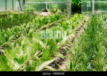 Kleine grüne Sprossen Pflanze Palme mit Blatt, Blätter wachsen aus dem Boden In Töpfen im Gewächshaus oder Gewächshaus. Frühling, Konzept des neuen Lebens. Stockfoto