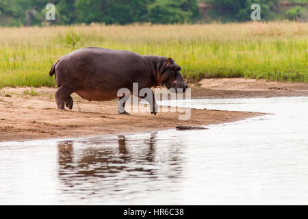 Ein Nilpferd Hippopotamus amphibische im Wasser in Simbabwes Mana Pools National Park gesehen. Stockfoto