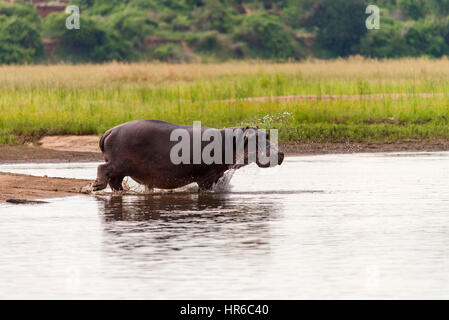 Ein Nilpferd Hippopotamus amphibische im Wasser in Simbabwes Mana Pools National Park gesehen. Stockfoto