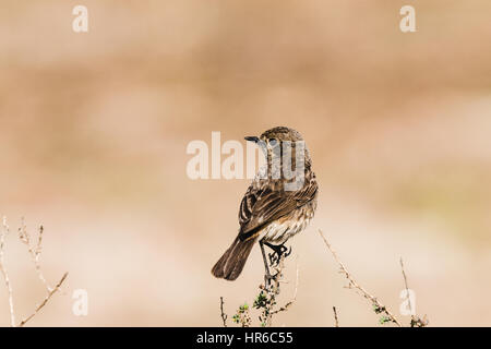 Weibliche Pied Bushchat thront auf einem Stiel in isolierten Hintergrund Stockfoto