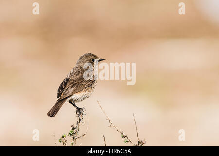 Weibliche Pied Bushchat thront auf einem Stiel in isolierten Hintergrund Stockfoto