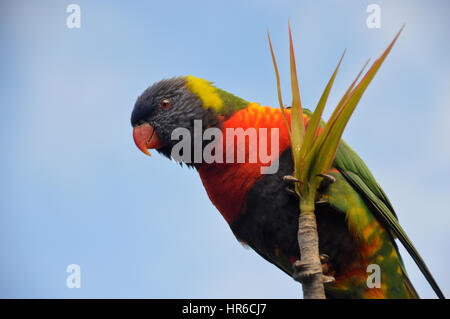 Eine Nahaufnahme der Lone Regenbogen Lorikeet (Trichoglossus Moluccanus) in einem Baum am Symbio Wildlife Park, Helensburgh, Sydney, New South Wales, Australien Stockfoto