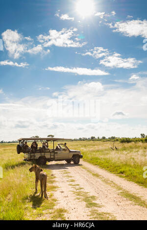 Touristen sehen Löwen in der Nähe der Fahrzeuge im Simbabwes Hwange National Park Stockfoto