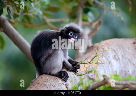 Altrosa Leaf Monkey (Trachypithecus Obscurus), Presbytis Obscura, Erwachsene auf Baum, Asien Stockfoto