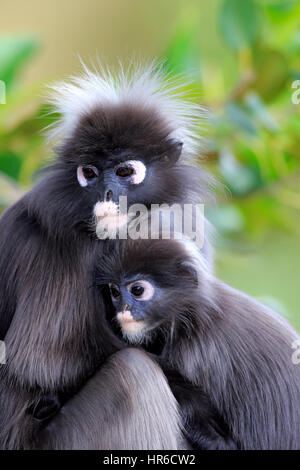 Altrosa Leaf Monkey, (Trachypithecus Obscurus), Presbytis Obscura, Mutter mit jungen auf Baum, Asien Stockfoto