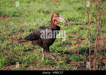 Südliche Hornrabe, (Bucorvus Leadbeateri), Erwachsene zu Fuß mit Beute, Krüger Nationalpark, Südafrika, Afrika Stockfoto