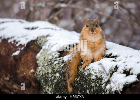 Fuchs, Eichhörnchen Stockfoto