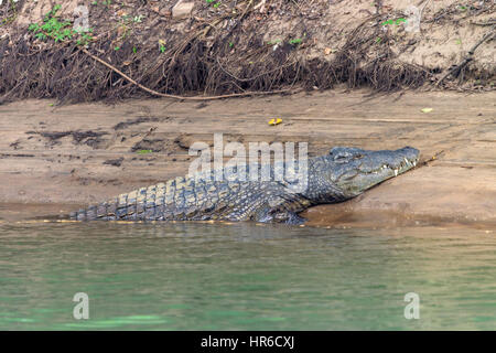 Ein großes Nilkrokodil Crocodylus niloticus liegt auf einer Sandbank am Zambezi.