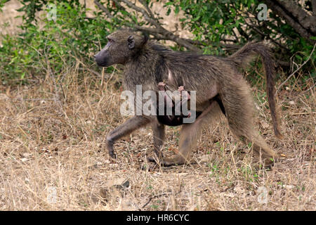 Chacma Pavian, (Papio Ursinus), erwachsenes Weibchen mit jungen, Mutter mit Baby, Krüger Nationalpark, Südafrika, Afrika Stockfoto