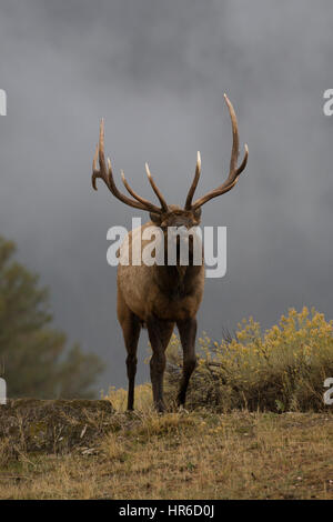 Eine Brunft Stier Elche (Cervus Canadensis) schreitet zielgerichtet aus wogenden Wolken, Mammoth Hot Springs, Yellowstone NP. Stockfoto