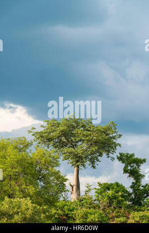 Ein Baobab Baum Adansonia digitata im Zambezi Nationalpark in Simbabwe gesehen. Stockfoto