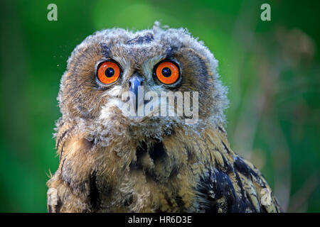 Uhu (Bubo Bubo), Erwachsene Porträt, Pelm, Kasselburg, Eifel, Deutschland, Europa Stockfoto