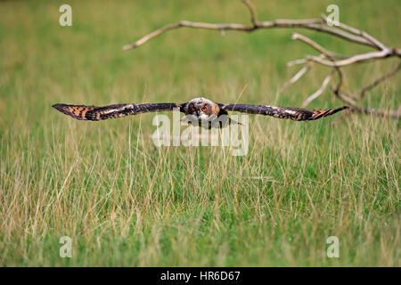 Uhu (Bubo Bubo), Erwachsenen fliegen, Pelm, Kasselburg, Eifel, Deutschland, Europa Stockfoto