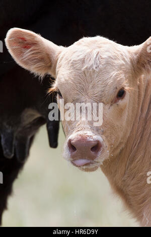 Charolais-Kalb mit Milchbart steht in der Nähe seiner Angus-Mutter. Charolais sind beliebt für die Endkreuzung mit Angus und Herefords. Stockfoto