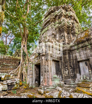 Ta Prohm Tempel in Angkor in Kambodscha Stockfoto