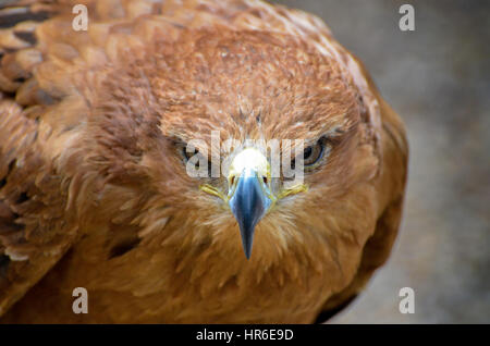 Harris Hawk suchen wütend Stockfoto