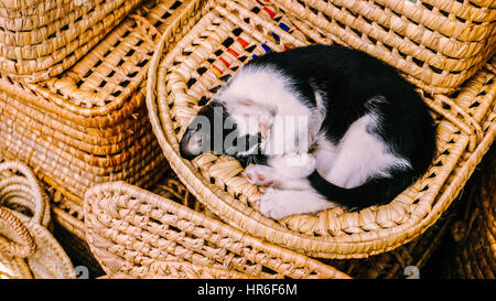 Eine faule schlafende Katze im Korb Stockfoto
