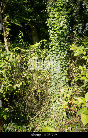 Ivy bekleideten Reifen Birke Baumstamm am Rand einer Wald Ecke vor Beginn der Wartungsarbeiten zu reduzieren Stockfoto
