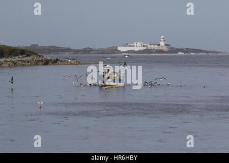 Hummerfischen Irland, Möwen auf einem kleinen Hummer-Fischerboot an der Küste vor Valentia Island, County Kerry, Irland. Stockfoto