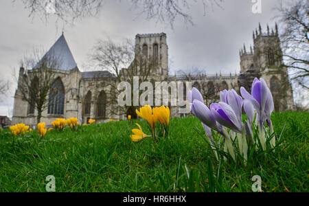 Krokusse im Dekanat Park neben dem York Minster, North Yorkshire, UK. Bild: Scott Bairstow Stockfoto