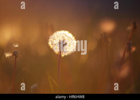 Flauschige Löwenzahn auf der Wiese am Abend. Weiße Löwenzahn im warmen Abend Sommer Sonnenlicht. Bunte Sommer Hintergrund. Weiße Löwenzahn hautnah. Stockfoto