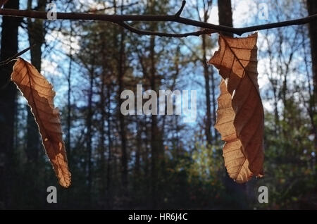 Hinterleuchtete paar Buche hinterlässt auf einem Zweig Stockfoto