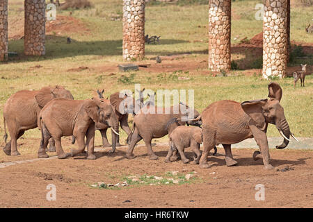 Voi. 22. Februar 2017. Foto aufgenommen am 22. Februar 2017 zeigt Elefanten im Tsavo West National Park, in der Nähe von Voi, Kenia. Der Kenya Wildlife Service (KWS) führte eine Antenne Volkszählung endete am vergangenen Wochenende auf Elefanten und andere große Säugetiere auf dem 48.656 Quadratkilometer Tsavo-Mkomkazi Ökosystem beiderseits der Grenze Kenia-Tansania, um ihren Schutz inmitten mehrerer Bedrohungen zu verstärken. Bildnachweis: Sun Ruibo/Xinhua/Alamy Live-Nachrichten Stockfoto