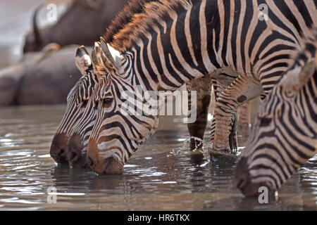 Voi, Kenia. 22. Februar 2017. Zebras trinken Wasser an einem Wasserloch im Tsavo West National Park, in der Nähe von Voi, Kenia, 22. Februar 2017. Der Kenya Wildlife Service (KWS) führte eine Antenne Volkszählung endete am vergangenen Wochenende auf Elefanten und andere große Säugetiere auf dem 48.656 Quadratkilometer Tsavo-Mkomkazi Ökosystem beiderseits der Grenze Kenia-Tansania, um ihren Schutz inmitten mehrerer Bedrohungen zu verstärken. Bildnachweis: Sun Ruibo/Xinhua/Alamy Live-Nachrichten Stockfoto