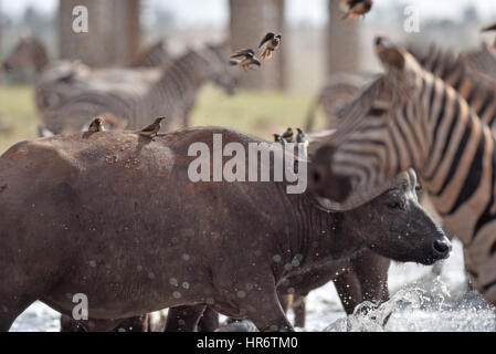 Voi, Kenia. 22. Februar 2017. Ein Büffel trinkt Wasser an einem Wasserloch im Tsavo West National Park, in der Nähe von Voi, Kenia, 22. Februar 2017. Der Kenya Wildlife Service (KWS) führte eine Antenne Volkszählung endete am vergangenen Wochenende auf Elefanten und andere große Säugetiere auf dem 48.656 Quadratkilometer Tsavo-Mkomkazi Ökosystem beiderseits der Grenze Kenia-Tansania, um ihren Schutz inmitten mehrerer Bedrohungen zu verstärken. Bildnachweis: Sun Ruibo/Xinhua/Alamy Live-Nachrichten Stockfoto