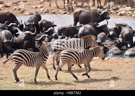 Voi, Kenia. 22. Februar 2017. Tiere versammeln sich um ein Wasserloch im Tsavo West National Park, in der Nähe von Voi, Kenia, 22. Februar 2017. Der Kenya Wildlife Service (KWS) führte eine Antenne Volkszählung endete am vergangenen Wochenende auf Elefanten und andere große Säugetiere auf dem 48.656 Quadratkilometer Tsavo-Mkomkazi Ökosystem beiderseits der Grenze Kenia-Tansania, um ihren Schutz inmitten mehrerer Bedrohungen zu verstärken. Bildnachweis: Sun Ruibo/Xinhua/Alamy Live-Nachrichten Stockfoto