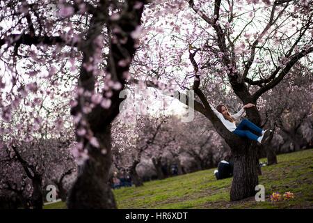 Mandelbäume in voller Blüte im Park Quinta de Los Molinos in Madrid am Montag 27 Februar 2017. Stockfoto