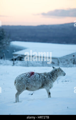 Wollig Schaf stehend im Schnee in ländlichen Flintshire während einer kurzen Zauber der verschneiten Wetter in Wales, Großbritannien Stockfoto