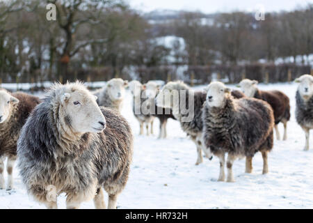 Hardy Herdwick Schafe trotzen eisigen Schneebedingungen im ländlichen Dorf Nannerch befindet sich in Flintshire, Wales Stockfoto