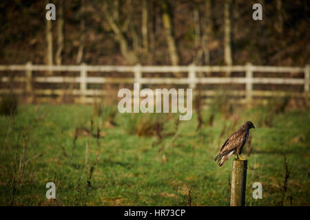 Lightfoot Lane im Bereich der Norden Preston ein Wildlife Kestrel Falke auf Post-Jagd in ein Feld und Landschaft Lancashire, England, UK thront. Stockfoto