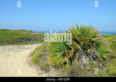 Mittelmeer Fan Farn (Chamaerops Humilis), Garigue, Sinis, Sardinien, Italien Stockfoto