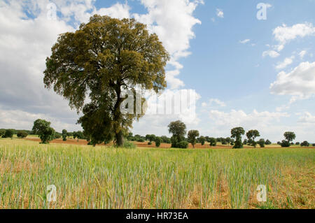 Weizenfeld und Steineichen. Provinz Toledo, Castilla La Mancha, Spanien. Stockfoto