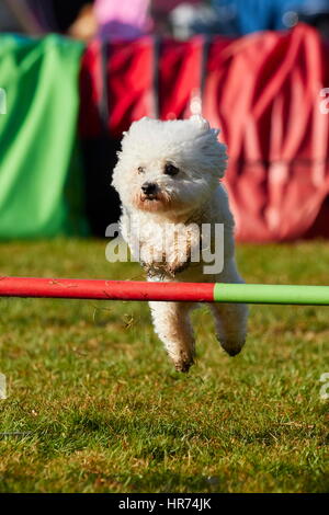 Bichon À Poil Frisé tun Agilität zu springen Stockfoto