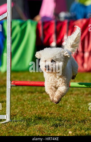 Bichon À Poil Frisé tun Agilität zu springen Stockfoto