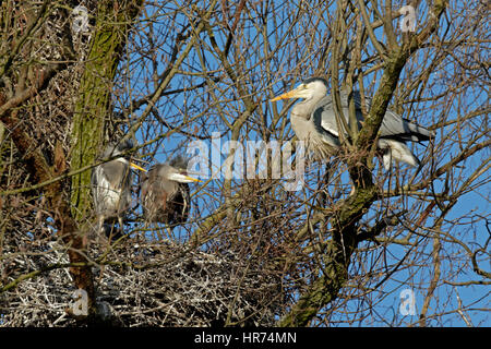 Graureiher (Ardea Cinerea), Kolonie, Hamburg, Deutschland, Europa Stockfoto