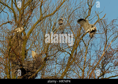 Graureiher (Ardea Cinerea), Kolonie, Hamburg, Deutschland, Europa Stockfoto