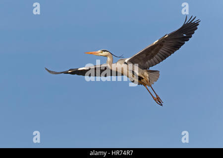 Graue Reiher (Ardea Cinerea), im Flug, Deutschland, Europa Stockfoto