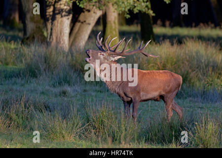 Rothirsch (Cervus Elaphus), belling, Deutschland, Europa Stockfoto