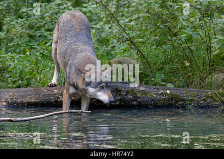 Gray Wolf (Canis Lupus Lupus), Schleswig Holstein, Deutschland Stockfoto