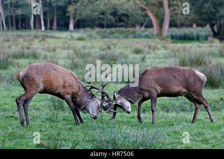 Rothirsch (Cervus Elaphus), Hirsche kämpfen, Deutschland, Europa Stockfoto