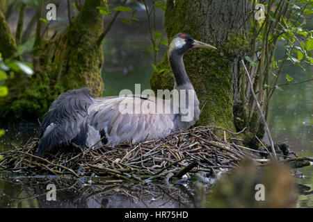 Gemeinsamen Kran, (Grus Grus), Inkubation, Mecklenburg-Western Pomerania, Deutschland, Europa Stockfoto