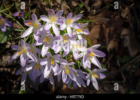 Frühlingskrokusblühende Pflanzen im Garten. Riehen, Kanton Basel-Stadt, Schweiz. Stockfoto