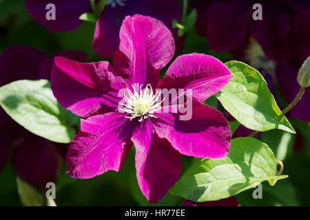 Clematis blühen. Dunkel lila Clematis Blume im Garten in der Sonne. Stockfoto